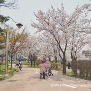 수원 벚꽃 명소 신동 카페거리 수변공원, 아기랑 벚꽃구경