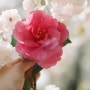 광주겹벚꽃 518기념공원 무각사 봄꽃가득한 공원