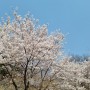 노작공원 벚꽃~ 동탄은 어디로 벚꽃 보러 가나 했더니...♡