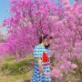 부천 원미산 진달래동산 핑크 봄꽃 벚꽃구경 주말나들이