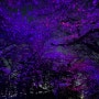 인천 데이트코스 수봉공원 별빛축제 벚꽃 주차