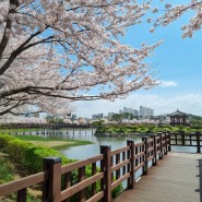 서산 호수공원 벚꽃명소!