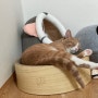 [초코냥이] 맨날 잠자는것 같은 초코 고양이