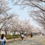 수원 영통 벚꽃 명소 경희대 국제캠퍼스