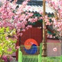 대구 가볼 만한 곳 월곡 역사공원 겹벚꽃