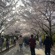 보라매공원 벚꽃 너무 예쁘다! 오랜만에 나들이~!