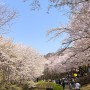 서울 벚꽃명소 올해도 서대문 안산자락길 - 2022년 4월