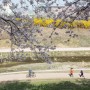 하남 벚꽃길 - 덕풍천 위례강변길 하남의 벚꽃 명소