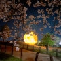 [블로그씨질문] 벚꽃 흩날리는 경포호수공원 야경