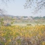 벚꽃나들이 분당 수내 사진 포인트 탄천, 분당중앙공원 소니 FE20mm F1.8G