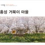 국내 봄 여행지 충남 여행 홍성 거북이 마을 봄꽃구경 수선화 벚꽃여행