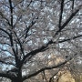 봄이 오는 풍경/울집 텃밭에도 봄이 왔어요.