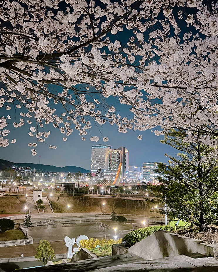 파주 운정 벚꽃명소 추천! 운정 호수공원, 소리천길