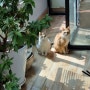 강아지와 고양이가 사는 집의 풍경