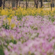 양산 황산공원 유채꽃