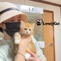 의정부 고양이 분양 후기 먼치킨 고양이 가격 ~/러블리 캣
