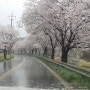 비 오는 날 북면 벚꽃 나들이