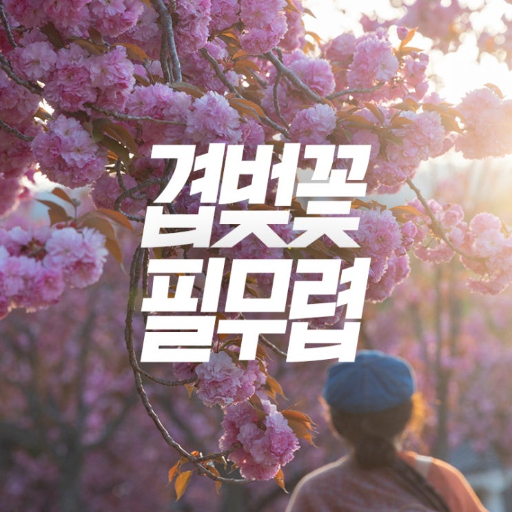 개화시기 임박한  겹벚꽃 명소_경주불국사 부산민주공원 선암사