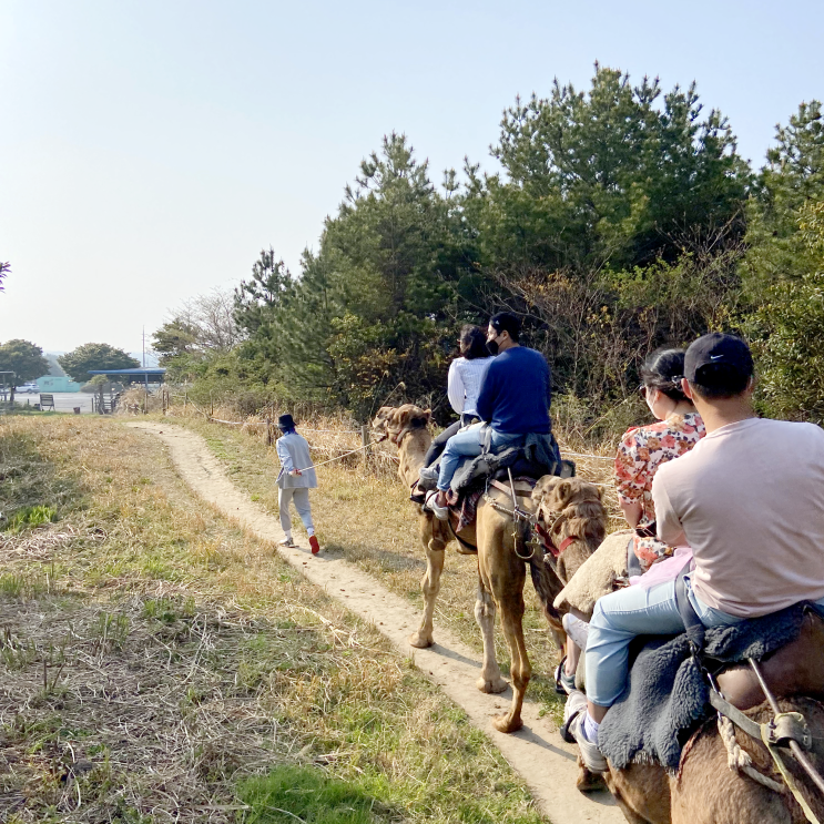 제주 아기랑 갈만한곳 낙타트래킹 다녀왔어요