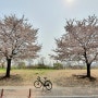 벚꽃과 자전거
