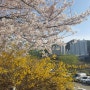안양천 벚꽃길 : 벚꽃+개나리+조팝나무 조화라니!