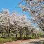 아파트 단지, 운정호수공원 벚꽃 구경