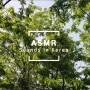 [ASMR] 너무 조용한 게 싫을 때, 미라클 모닝을 위해 아침에 듣고 싶을 때, 아름다운 새소리들 모음