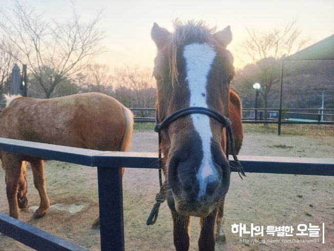 팔공산 말을 볼 수 있는 카페 브런치달랏