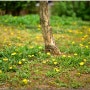 서양민들레 - 4월에 피는 꽃