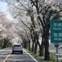 [청양벚꽃길] 청양 다녀오는 길에, 한국의 아름다운길