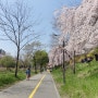 4년만에 가보는 벚꽃 구경 하트코스