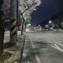 [2022.04.16] 참 오랜만에 지하철 탄 날 막바지 벚꽃