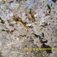 2022 벚꽃엔딩은 인천대공원 벚나무길에서