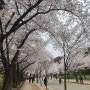 걷기운동 하기 좋은 인천대공원 벚꽃 길 자전거 대여