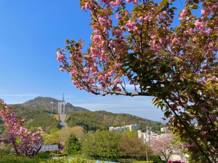 겹벚꽃이 만개한 부산 민주공원 주차팁 & 벚꽃터널 위치...
