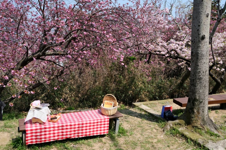 겹벚꽃 명소 부산 민주공원 산책