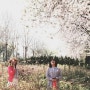 (인천 서구) 연희 자연마당 벚꽃- 꽃 눈이 내리다)