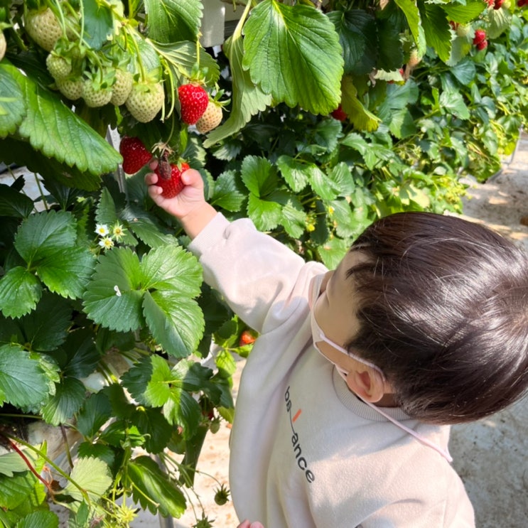 22개월아기랑 딸기농장체험하기(별마을딸기농장)