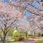 봄 벚꽃 수원 신동수변공원