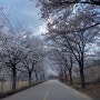 화려한 벚꽃엔딩 춘천의 마지막 벚꽃 명소 춘천 부귀리 벚꽃길