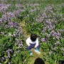 4월꽃구경, 보라유채꽃 양산황산공원
