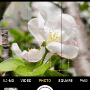 [사진] 매력적인 사과나무 꽃