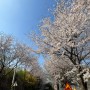 파주 임진리 벚꽃축제 실시간
