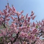 봄꽃들의 축제~~