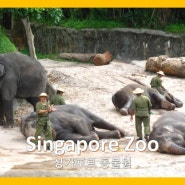 Singapore Zoo 싱가포르 동물원 20110717 & 20140701