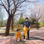 원적산공원) 아이들과 함께 벚꽃구경하고 피크닉 했어요.