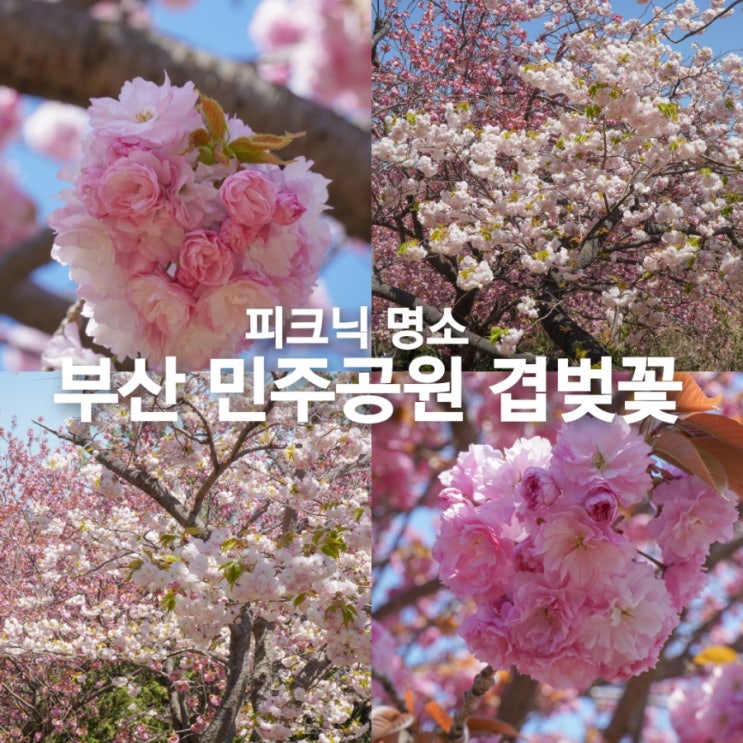 부산 민주공원 겹벚꽃 명소 피크닉 장소