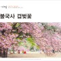 경주 불국사 겹벚꽃 명소 사진찍기 좋은곳 경주 데이트 코스 (4월 18일 방문)