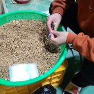 인삼씨앗 1년근 모종삼 나눔 발송