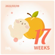 임신일기 - 임신중기(17주~20주)
